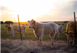 Cows in Sunset