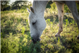 Horse Grazing