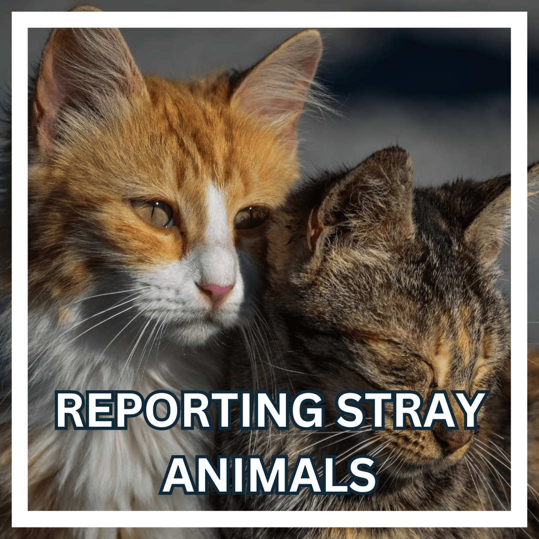 Report stray animals 