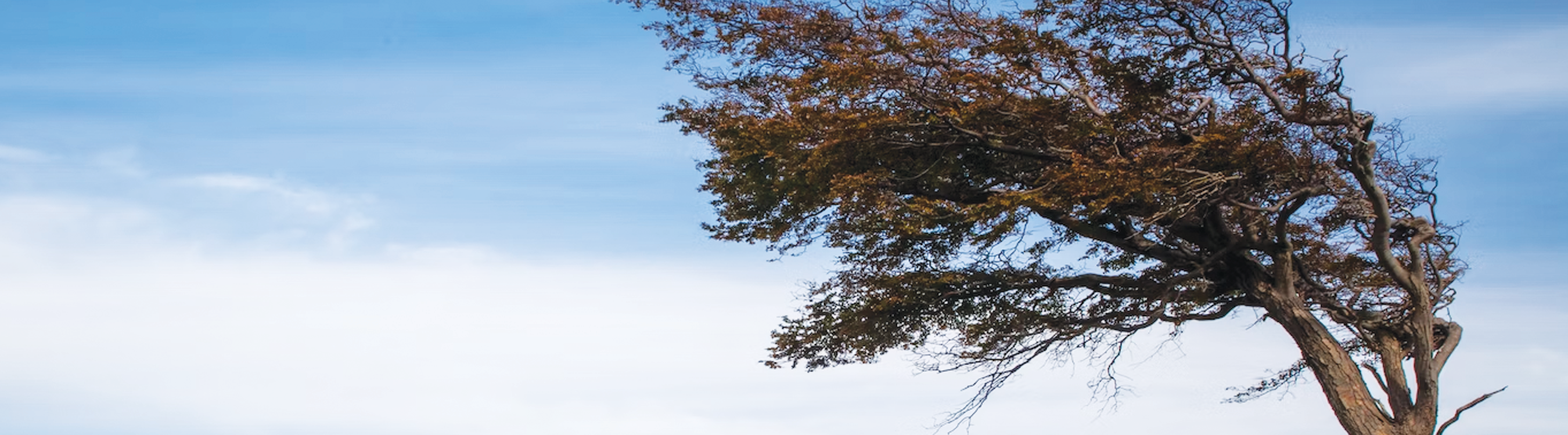 Image of Strong Winds Moving a Large Tree Banner