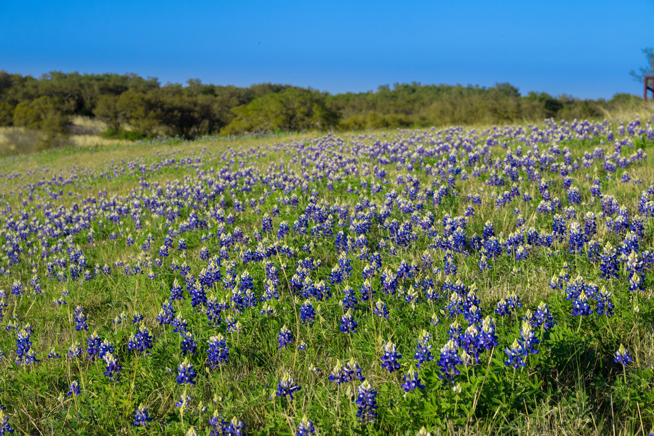Field of Bluebonnets