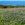 Field of Bluebonnets