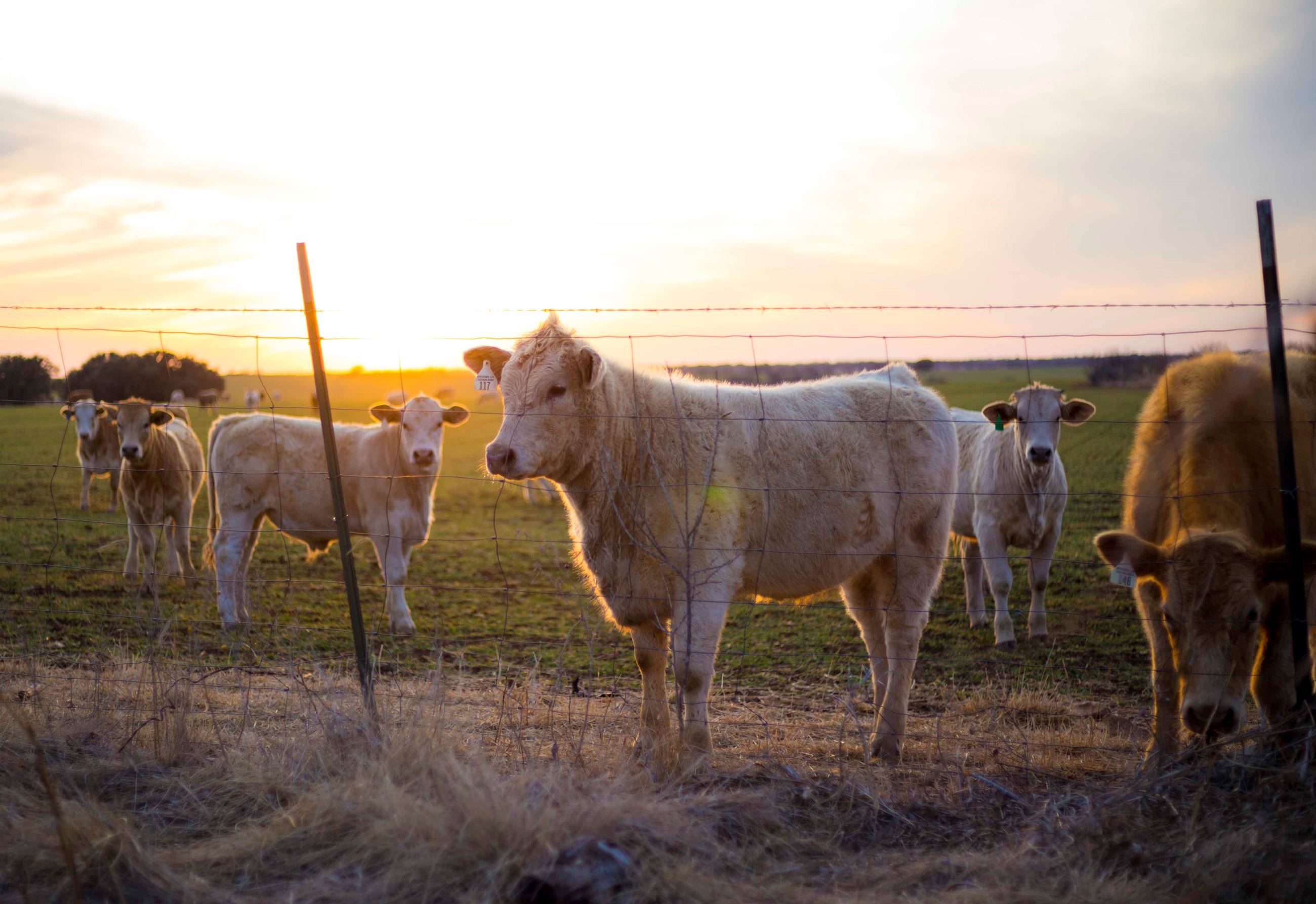 Cows in Sunset