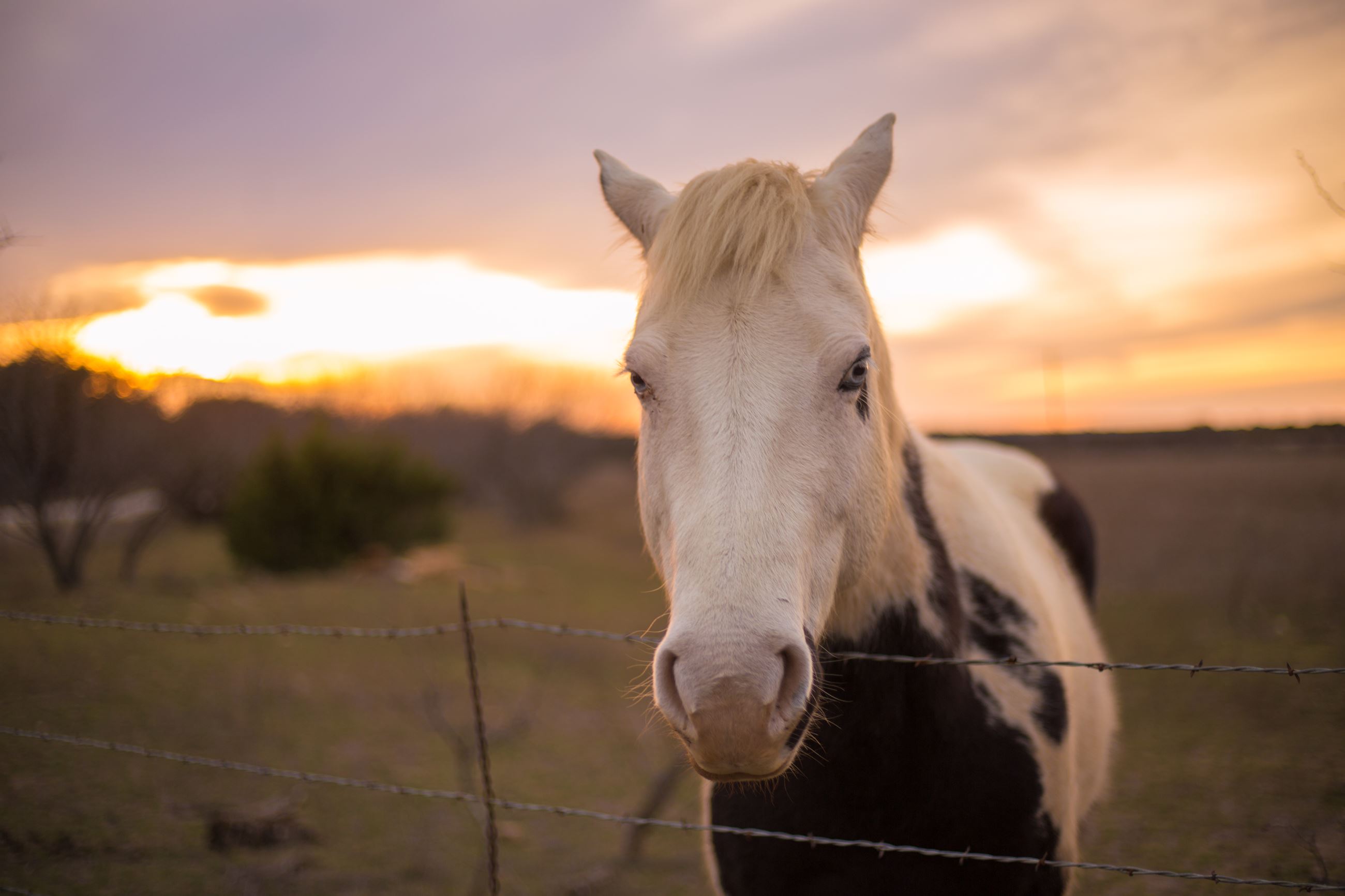 Horse Portrait