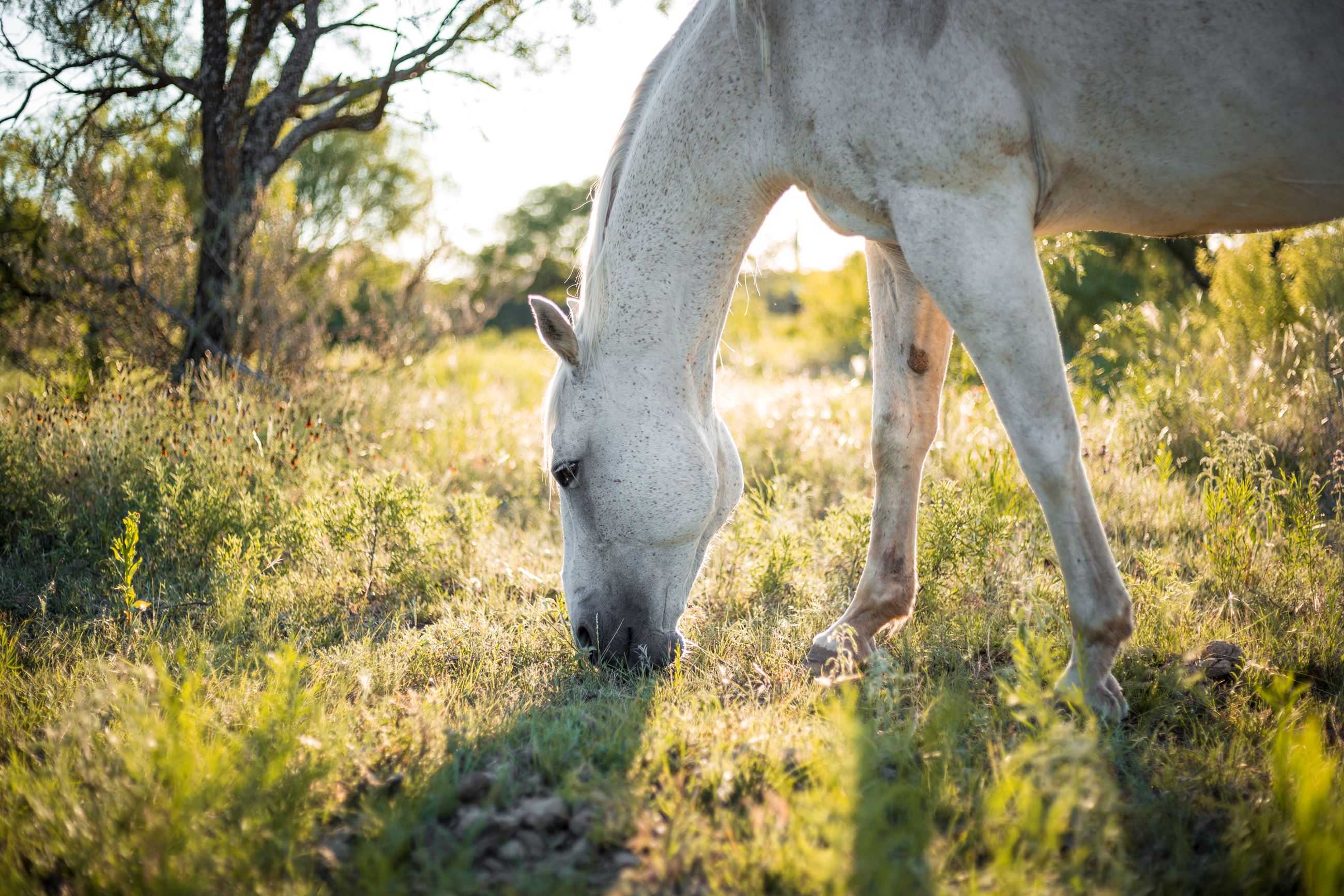 Horse Grazing