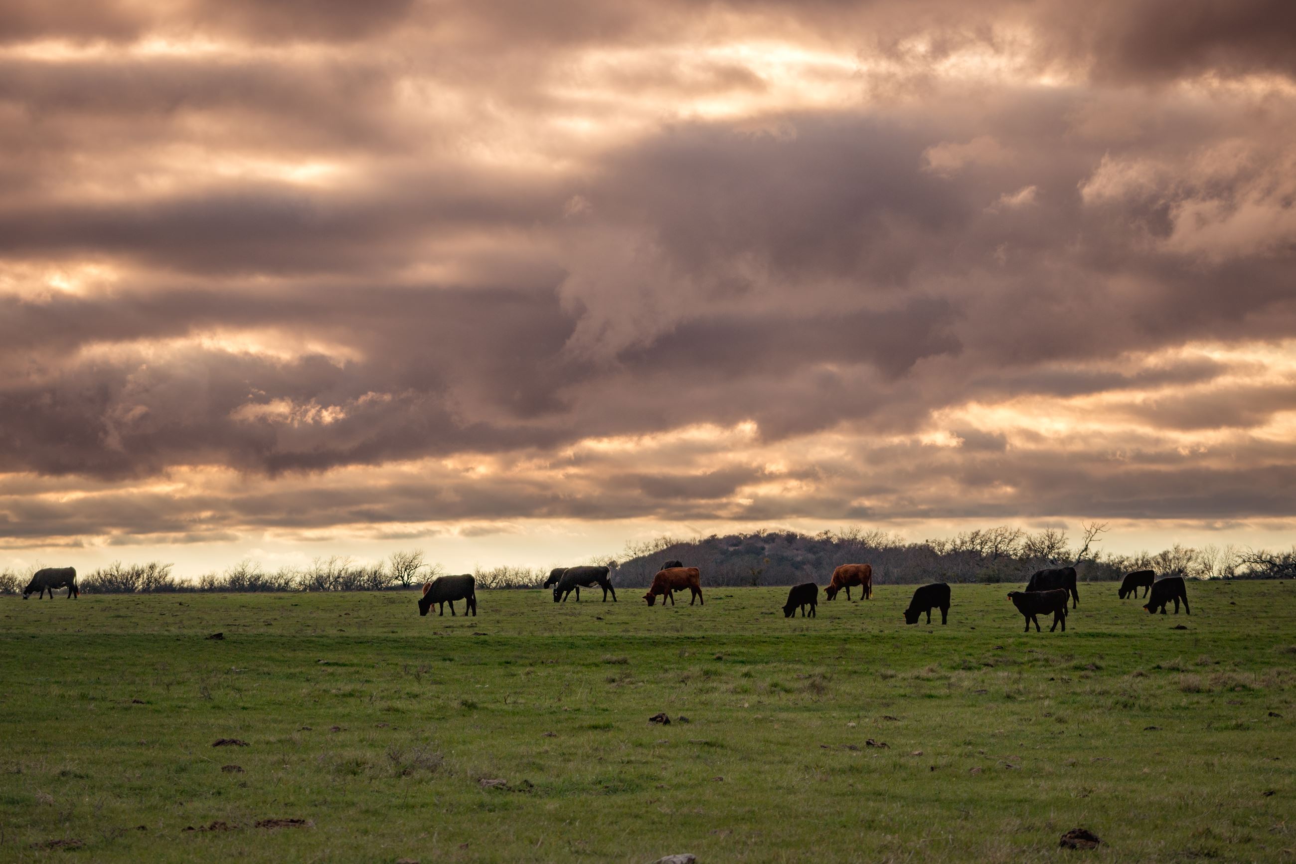 Cows Grazing